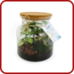 Terrarium Relaxant