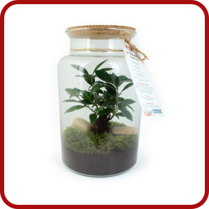 Terrarium